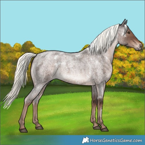 Horse Color:White Spotted Liver Red Roan Mushroom 