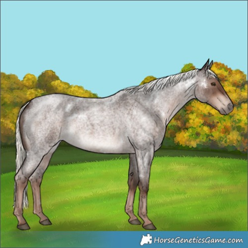 Horse Color:White Spotted Liver Red Roan Mushroom 
