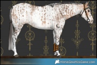 Horse Color:White Spotted Bay Dun Rabicano  and White Spotted Bay Dun 
