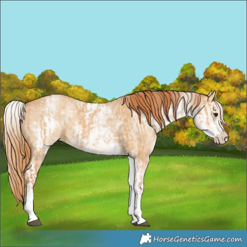 Horse Color:White Spotted Red Dun Rabicano and White Spotted Red Dun Rabicano