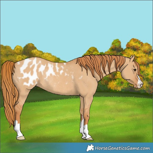 Horse Color:Red Dun Blanket Rabicano 