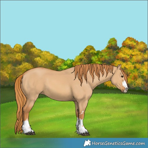 Horse Color:Red Dun 