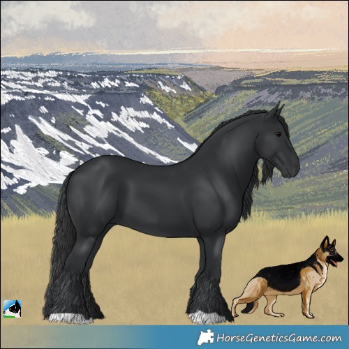 Horse Color:Black 