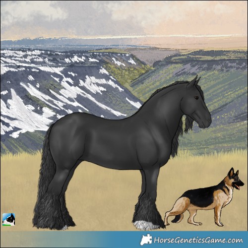 Horse Color:Black 