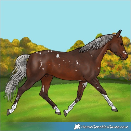 Horse Color:White Spotted Silver Brown Tobiano