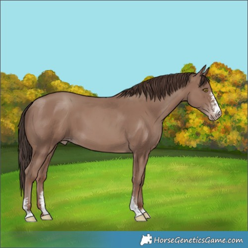 Horse Color:Classic Champagne Sabino