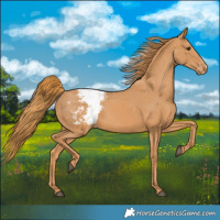 Horse Color:Chestnut Snowcap 