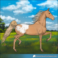 Horse Color:Chestnut Snowcap 