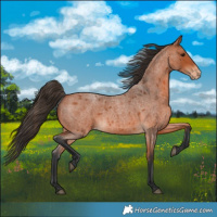 Horse Color:Bay Roan Varnish 