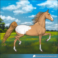 Horse Color:Chestnut Snowcap 