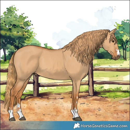 Horse Color:Red Dun 