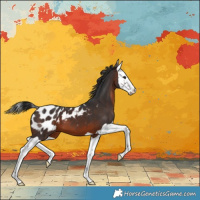 Horse Color:Brown Splash Appaloosa 