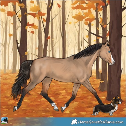 Horse Color:Bay Dun Splash 