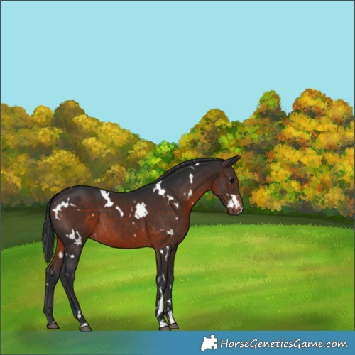 Horse Color:White Spotted Brown 