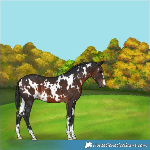 Horse Color:White Spotted Brown 