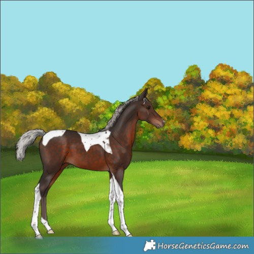 Horse Color:Silver Brown Tobiano 