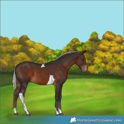 Horse Color:Silver Brown Tobiano 