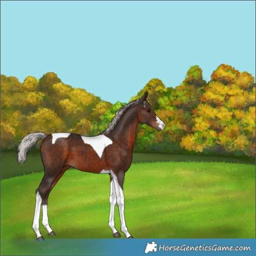 Horse Color:Silver Brown Tobiano 