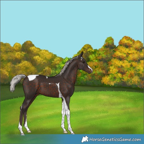 Horse Color:Silver Brown Tobiano 