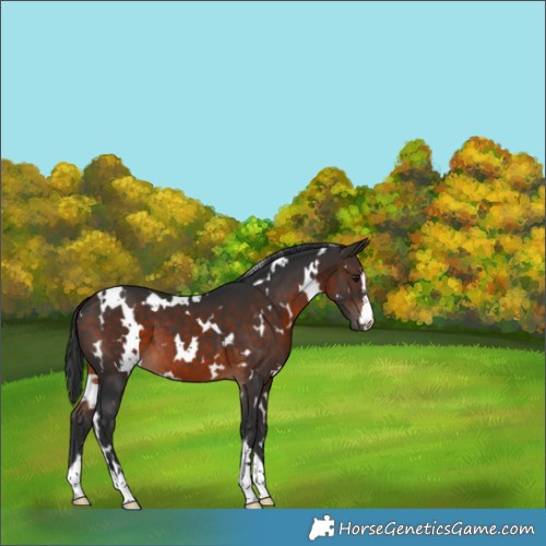 Horse Color:White Spotted Brown 