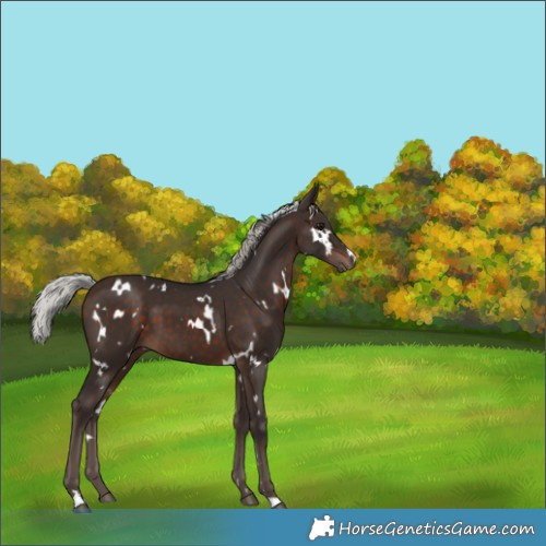 Horse Color:White Spotted Silver Brown