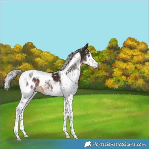 Horse Color:Gray Silver Brown Splash Tobiano Appaloosa 