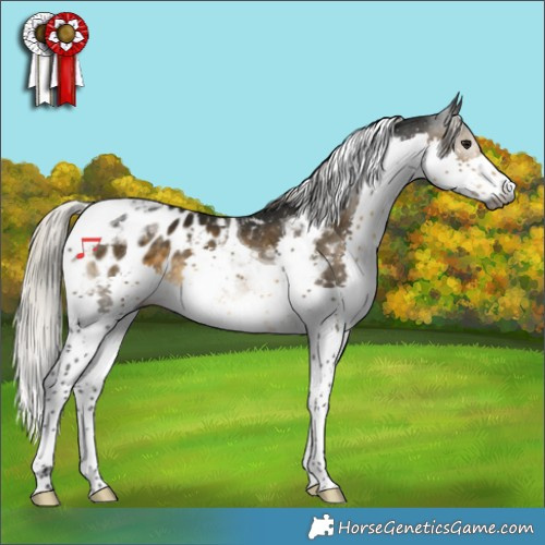 Horse Color:Gray Silver Buckskin Splash Tobiano Appaloosa