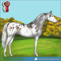 Horse Color:Gray Silver Buckskin Splash Tobiano Appaloosa 