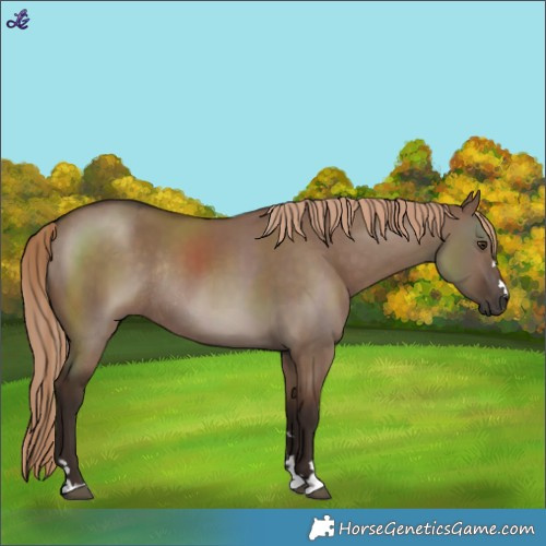 Horse Color:Liver Red Dun Rabicano 