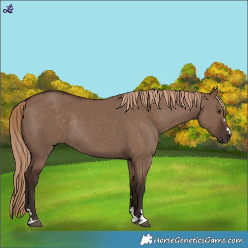 Horse Color:Liver Red Dun Rabicano