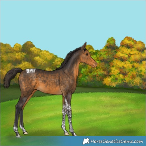 Horse Color:Buckskin Tobiano Varnish 