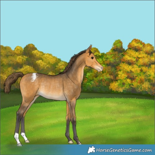 Horse Color:Buckskin Appaloosa Rabicano