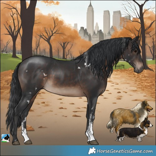Horse Color:White Spotted Brown Sabino