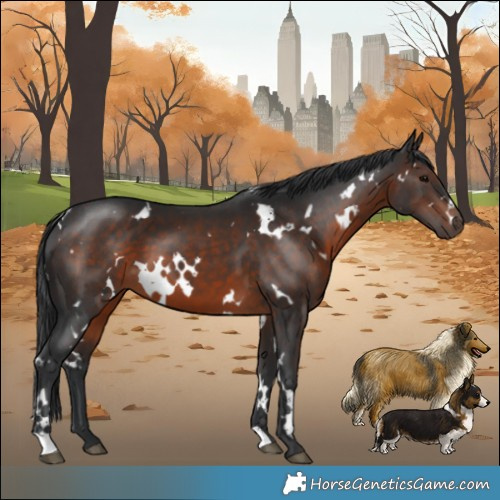 Horse Color:White Spotted Brown 