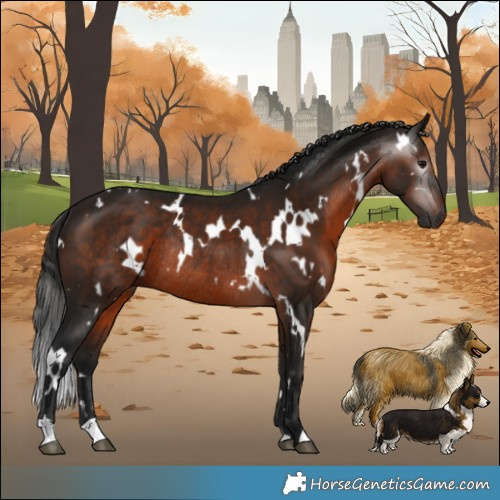 Horse Color:Gray White Spotted Bay Rabicano 