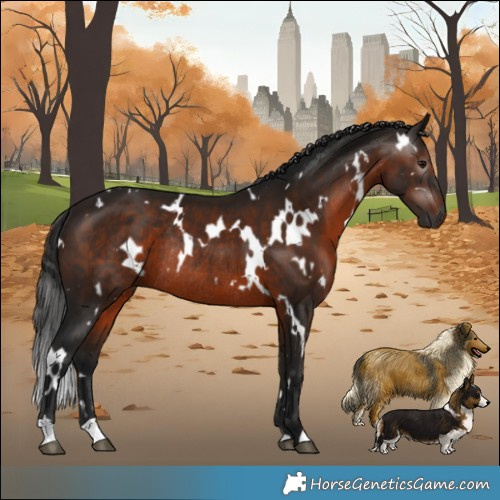 Horse Color:Gray White Spotted Bay Rabicano