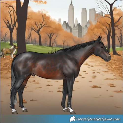 Horse Color:Brown Mushroom Rabicano 