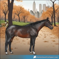 Horse Color:Brown Mushroom Rabicano 