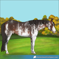 Horse Color:White Spotted Bay Varnish Rabicano 