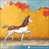 Horse Color:Silver Bay Splash 