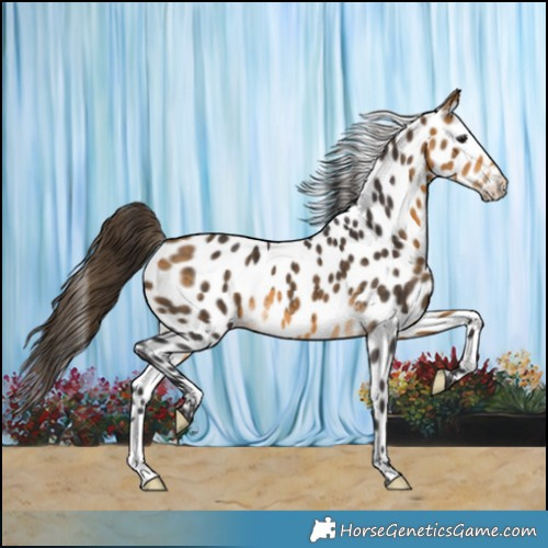 Horse Color:Buckskin Appaloosa 