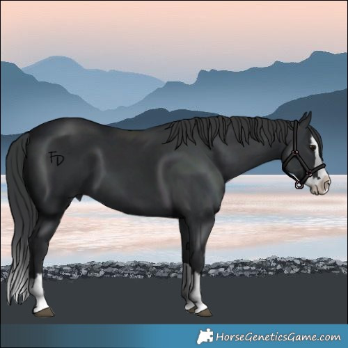 Horse Color:Black Splash 