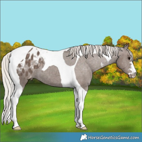 Horse Color:Silver Black Tobiano Appaloosa 