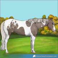 Horse Color:Silver Black Tobiano Appaloosa 