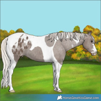 Horse Color:Silver Black Tobiano Blanket