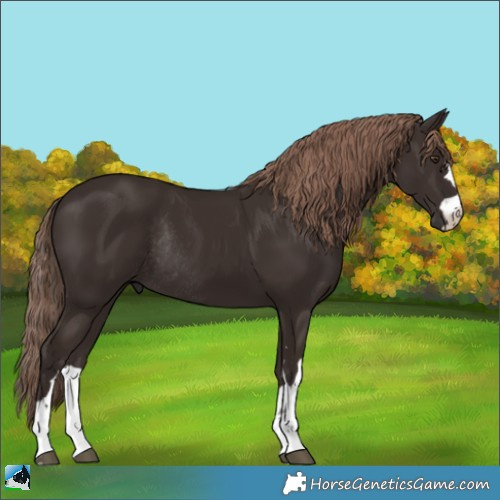 Horse Color:Liver Chestnut Rabicano