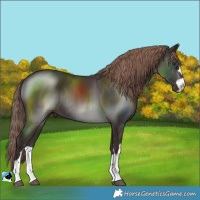 Horse Color:Liver Chestnut Rabicano