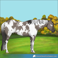 Horse Color:White Spotted Smoky Grullo 