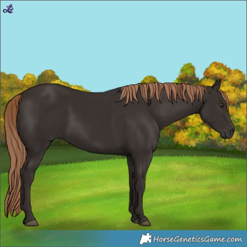 Horse Color:Liver Chestnut Rabicano
