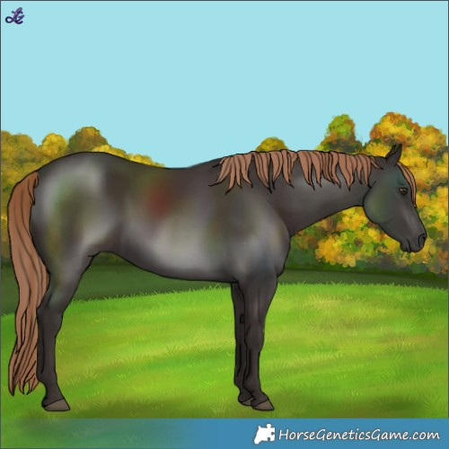 Horse Color:Liver Chestnut Rabicano 